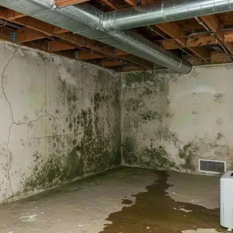 Professional Mold Removal in Hubbard, TX